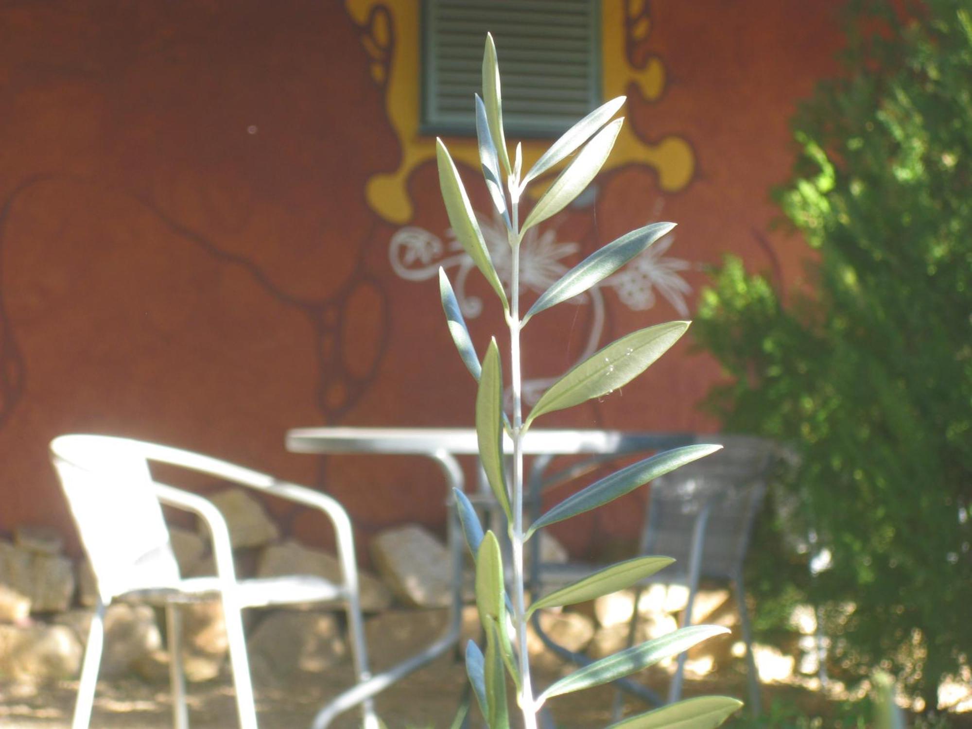 Rurales Candela Canamero